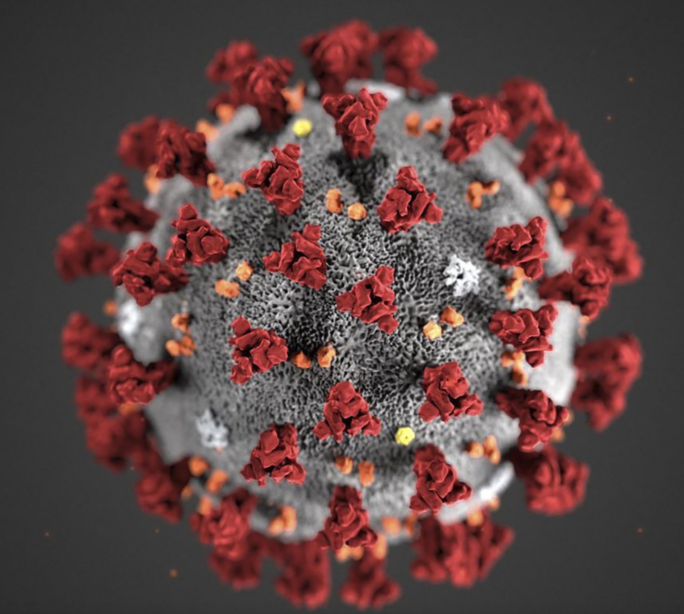 Morphologie des Coronavirus Covid-19. - © APAweb / afp / Lizabeth Menzies